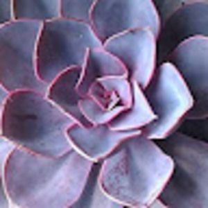 Meet your Posher, Meredith